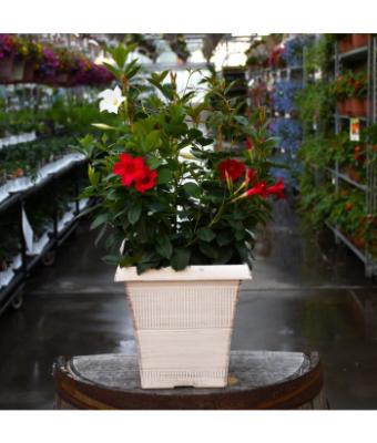 TUB10" MANDEVILLA MIX