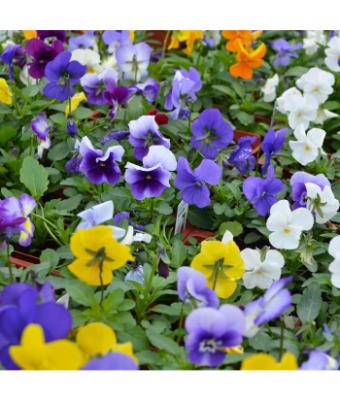 BOWL8" VIOLA PENNY MIX