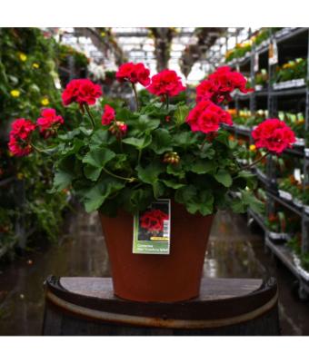 TUB12" GERANIUM MOJO CRANBERRY SPLASH