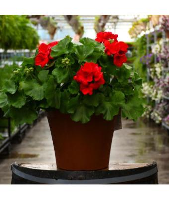 TUB12" GERANIUM RED