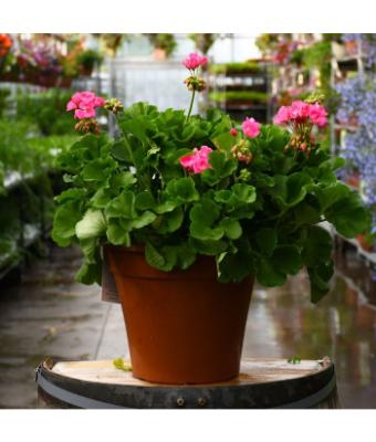 TUB12" GERANIUM AMERICANA PINK