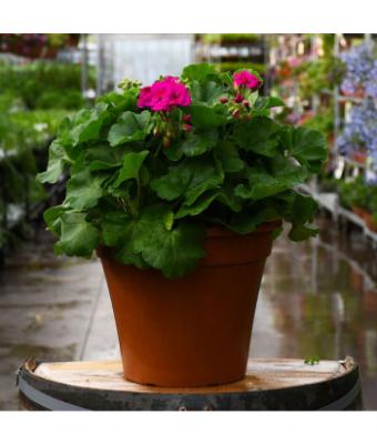 TUB12" GERANIUM CALLIOPE MEDIUM VIOLET