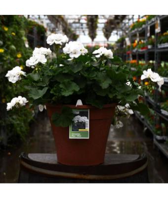 TUB12" GERANIUM MOJO WHITE
