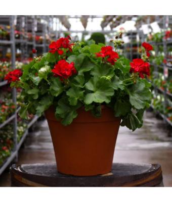TUB12" GERANIUM CALLIOPE MEDIUM DARK RED