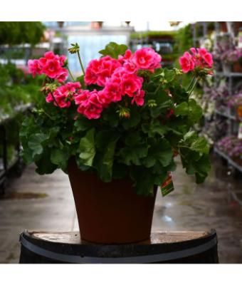 TUB12" GERANIUM CALLIOPE ROSE MEGA SPLASH