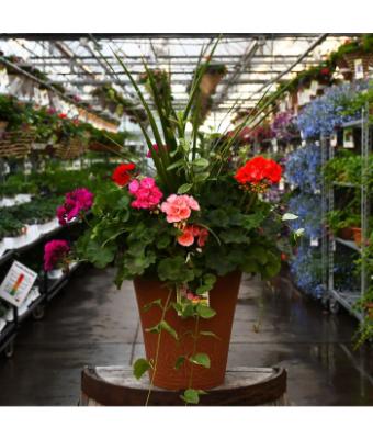 TUB13" GERANIUM WITH SPIKE MIX