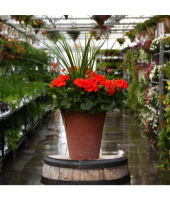 TUB13" GERANIUM WITH SPIKE MOJO ORANGE