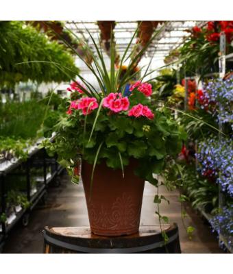 TUB13" GERANIUM WITH SPIKE CALLIOPE ROSE MEGA SPLASH