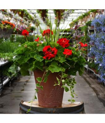 TUB13" GERANIUM WITH SPIKE RED