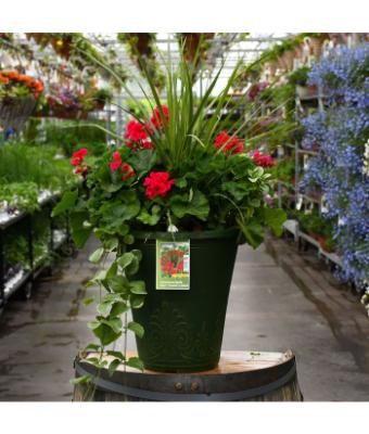 TUB13" GERANIUM WITH SPIKE MOJO CRANBERRY SPLASH