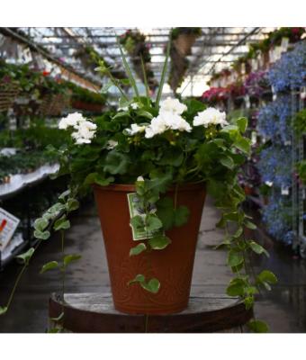 TUB13" GERANIUM WITH SPIKE MOJO WHITE