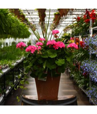 TUB13" GERANIUM WITH SPIKE AMERICANA PINK