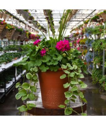TUB13" GERANIUM WITH SPIKE CALLIOPE MEDIUM VIOLET