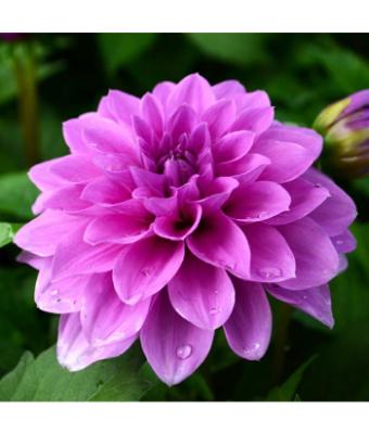 TUB11" DAHLIA HYPNOTICA LAVENDER