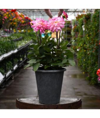 TUB11" DAHLIA SINCERITY