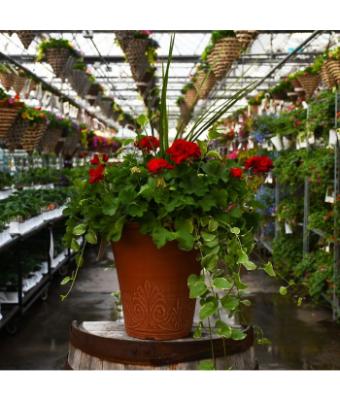 TUB13" GERANIUM WITH SPIKE CALLIOPE DARK RED