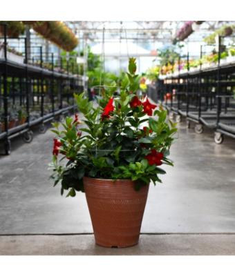 TUB12" MANDEVILLA RED