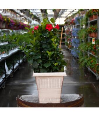 TUB12" MANDEVILLA PINK