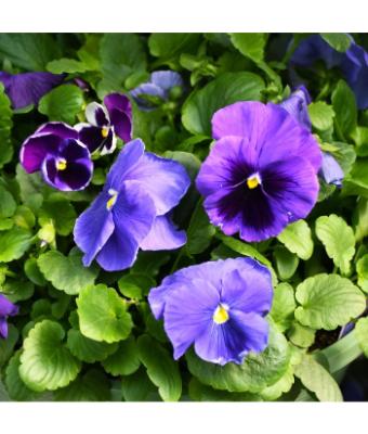 BOWL12" PANSY BLUE BLEND