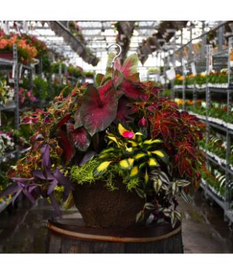 HB14" AWESOME SHADE COMBO