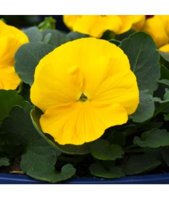 BOWL 12.5" PANSY CLEAR YELLOW