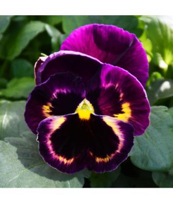 BOWL12" PANSY MATRIX SANGRIA