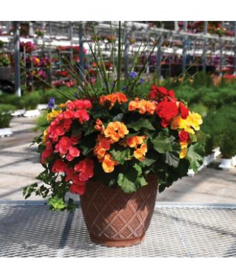 TUB10" BEGONIA RIEGER MIX