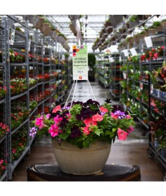 HB13" DESIGNER COMBO-SUNRISE SURPRISE