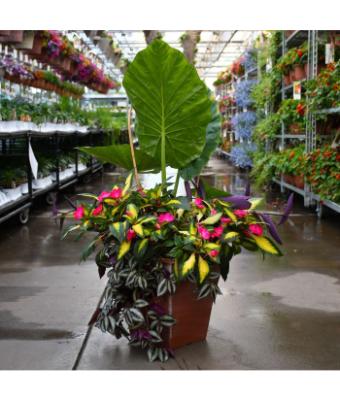 TUB14" SQ COMBO TROPICAL TREASURE