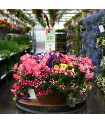 HB13" DESIGNER COMBO-HONEY BUNNY