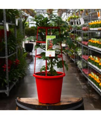 ETUB10" TOMATO LITTLE BING