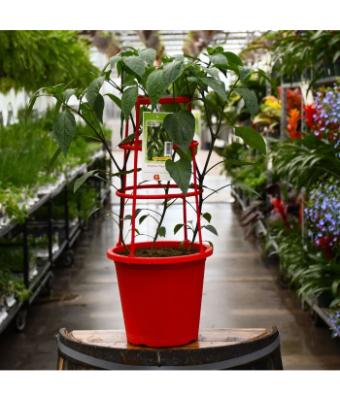 ETUB10" PATIO PEPPER JALAPENO