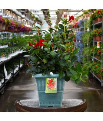 TUB10" MANDEVILLA RED