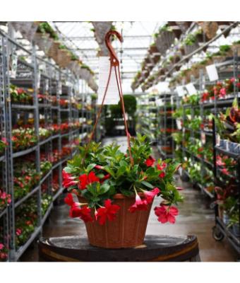 HB12" MANDEVILLA RED