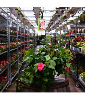 HB12" MANDEVILLA CORAL PINK