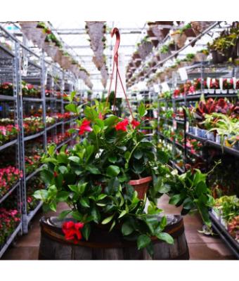 HB12" MANDEVILLA PINK