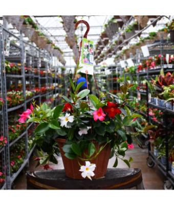 HB12" MANDEVILLA MIX