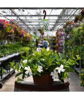 HB12" MANDEVILLA WHITE