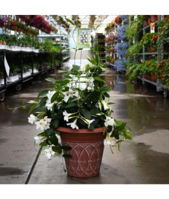 TUB12" MANDEVILLIA WHITE