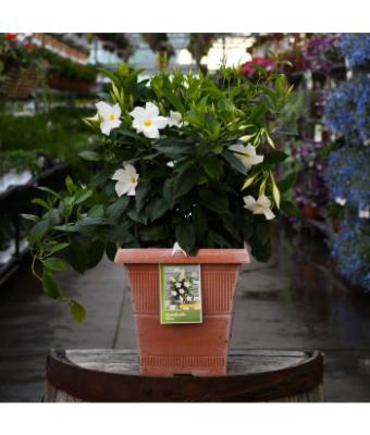 TUB10" MANDEVILLA WHITE