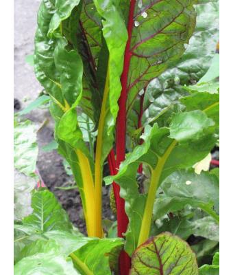 E-4.75T/10 SWISS CHARD BRIGHT LIGHTS
