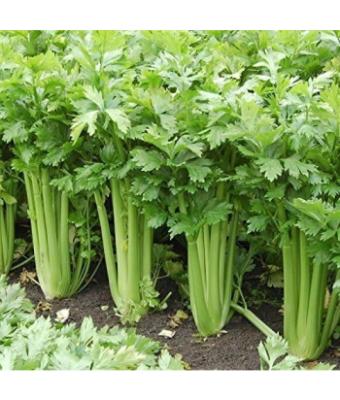 E606T/36 CELERY TANGO