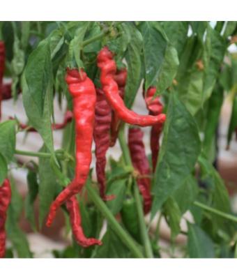 E4.75T/10 PEPPER CAYENNE