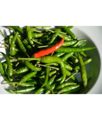 E4.75T/10 PEPPER THAI