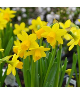 4.75T/12 DAFFODIL TETE A TETE-YELLOW