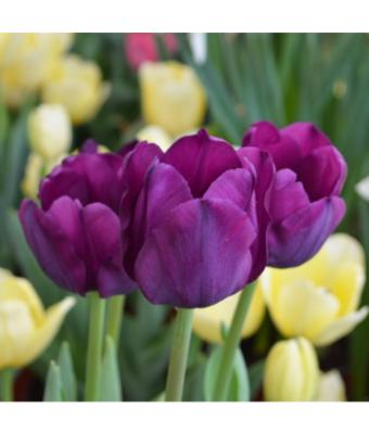 4.75T/12 TULIP SAIGON-BLUE/VIOLET/PURPLE