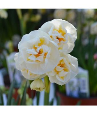 4.75T/12 DAFFODIL BRIDAL CROWN-WHITE