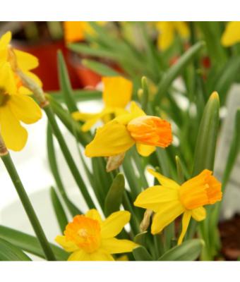 4.75T/12 DAFFODIL JETFIRE-YELLOW/ORANGE