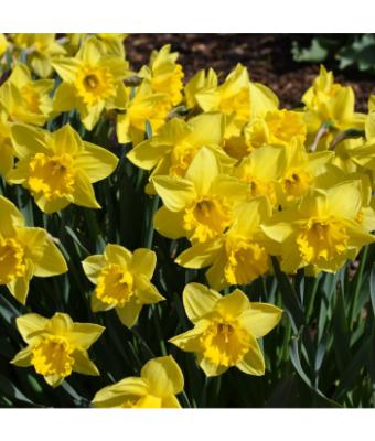 6T/6 DAFFODIL DUTCH MASTER-YELLOW