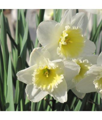 6T/6 DAFFODIL ICE FOLLIES-WHITE/YELLOW